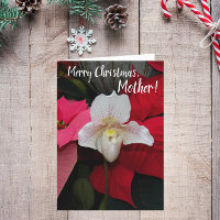 Para a Mãe Vermelha Poinsettias e Orquídea de Nata