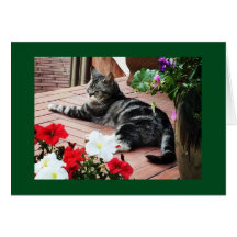 Para as catlovers do mundo!