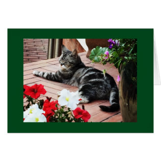 Cartão Para as catlovers do mundo!