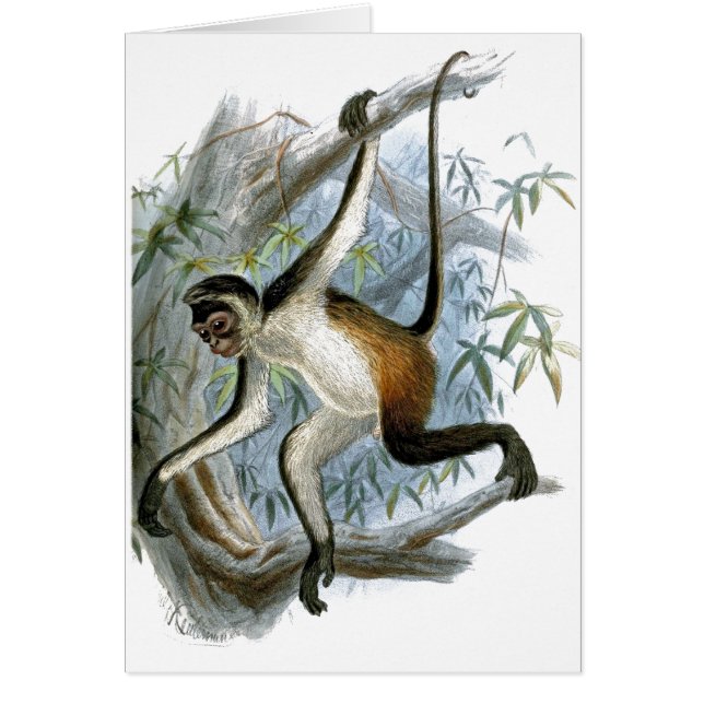 Cartão para crianças de um macaco malhado CC0366 (Frente)