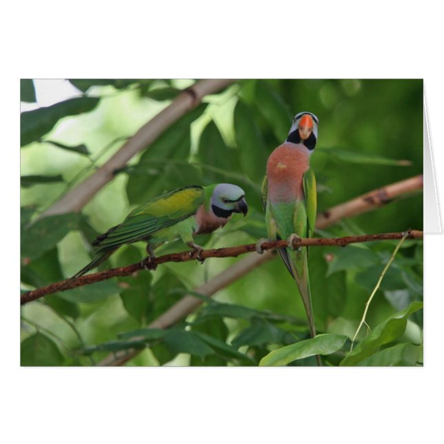 Cartão Para fora em um membro (Frente Horizontal)