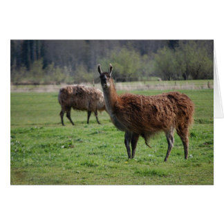 Cartão para o país Llama