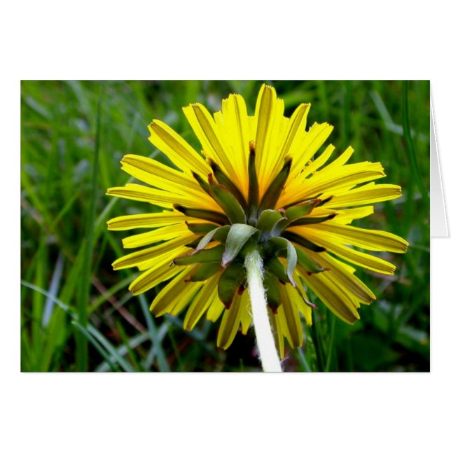 Cartão Para trás do dente-de-leão (Frente Horizontal)