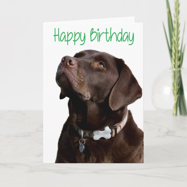 Cartão Parabéns Brown Labrador Retriever Puppy Card (Frente)