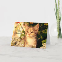 Parabéns com Kitten