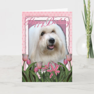 Cartão Parabéns - Coton de Tulear