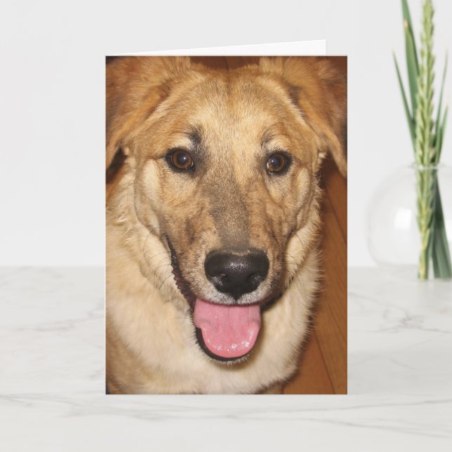 Cartão Parabéns de Formando de Vet Canine na Graduação (Frente)