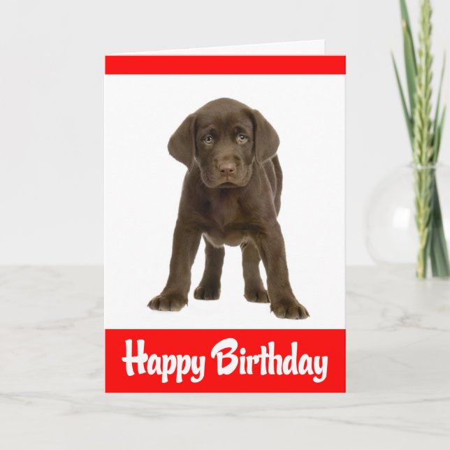 Cartão Parabéns Labrador Retriever Puppy Dog Card (Frente)