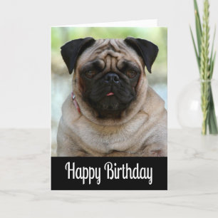 Cartão Parabéns Pug Puppy Dog Black Greeting Card