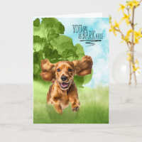 Parabéns reBARKable Cocker Spaniel Cachorro