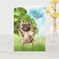 Parabéns reBARKable Tan French Bulldog