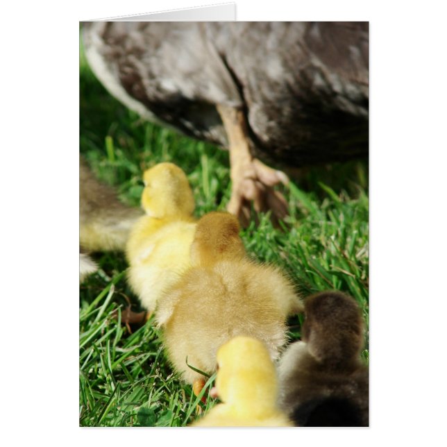 Cartão Parada do Pato (Frente)