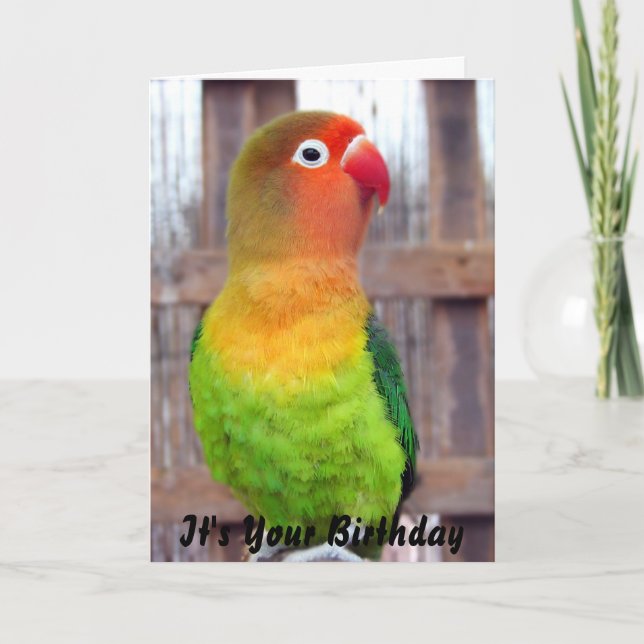 Cartão Parakeet Birthday card (Frente)