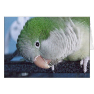 Cartão Parakeet do quacre do Doin'? de Whatcha