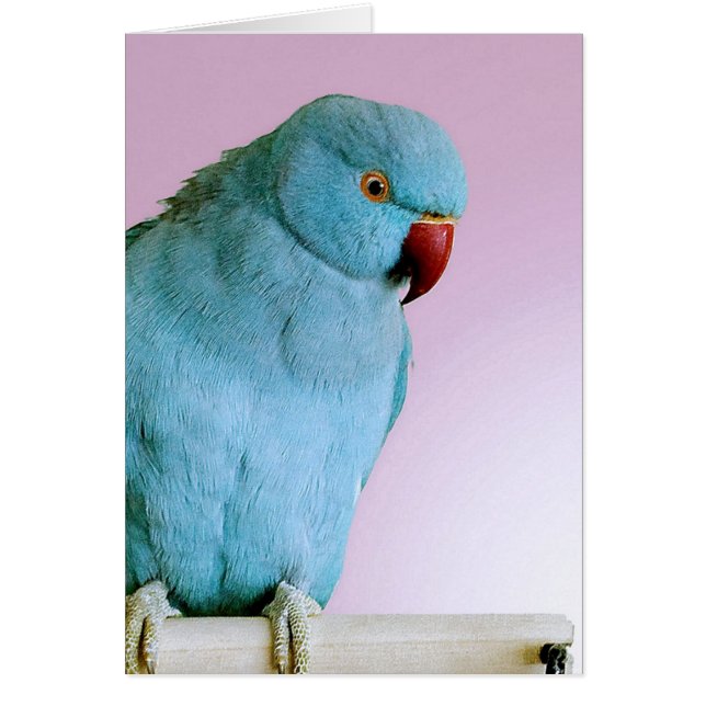 Cartão Parakeet Necked do anel indiano azul com nariz (Frente)