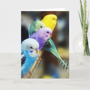 Cartão Parakeets