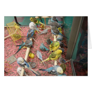 Cartão Parakeets