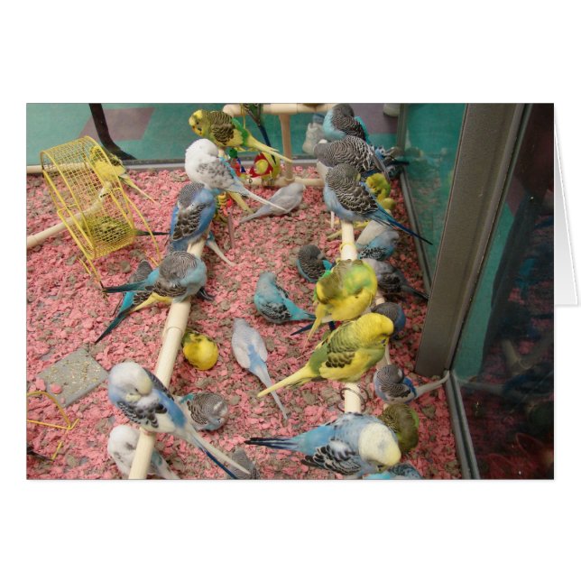 Cartão Parakeets (Frente Horizontal)