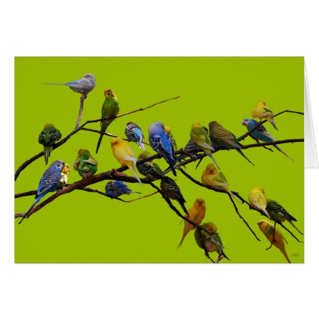 Cartão Parakeets (Frente Horizontal)