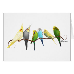 Cartão Parakeets & Cockatiels!