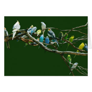 Cartão Parakeets dos Cockatiels N