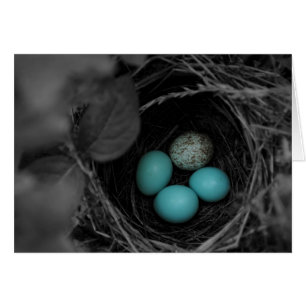 Cartão Parasitismo do ninho