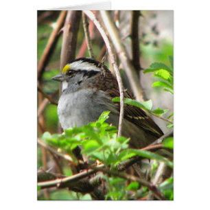 Cartão pardal Branco-throated