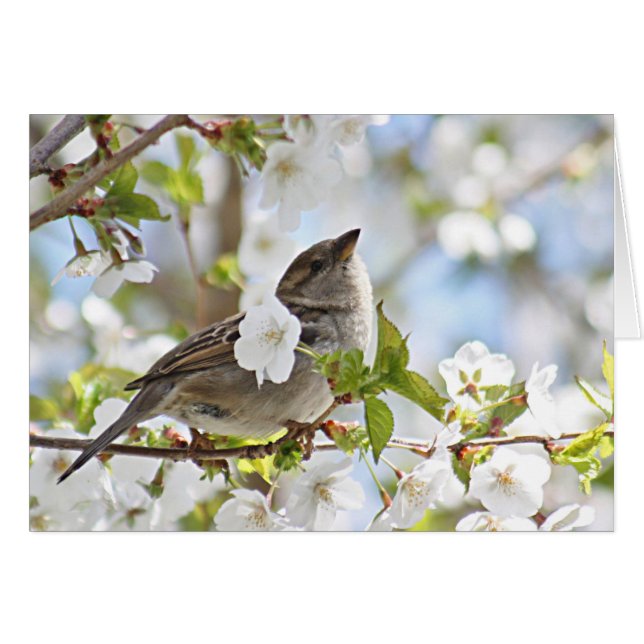 Cartão Pardal nas flores de cerejeira (Frente Horizontal)