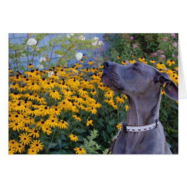 Cartão Pare e cheire a placa de flores (Frente Horizontal)