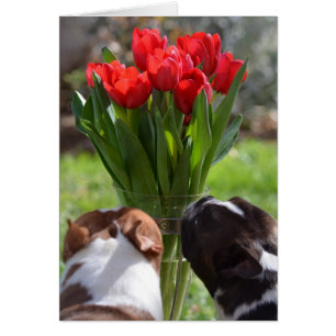 Cartão Pare e Cheire as Tulipas