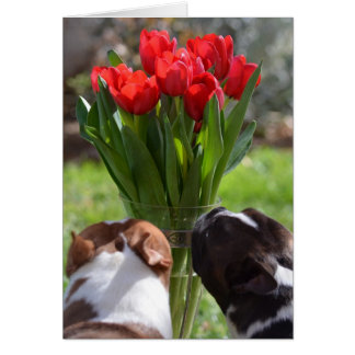 Cartão Pare e Cheire as Tulipas