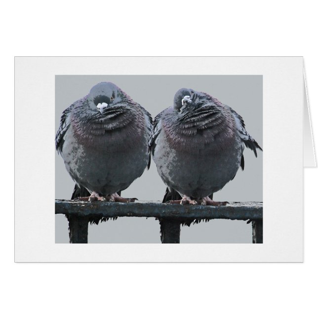 Cartão Parece Uma Placa De Pombo Chuva (Frente Horizontal)