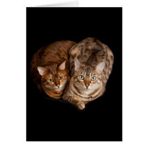 Cartão Pares de gatinhos de bengal