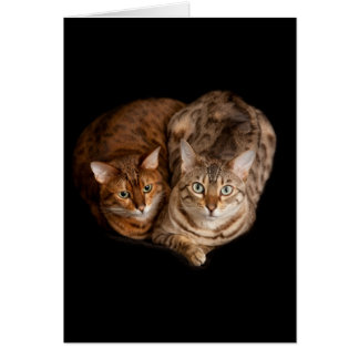 Cartão Pares de gatinhos de bengal