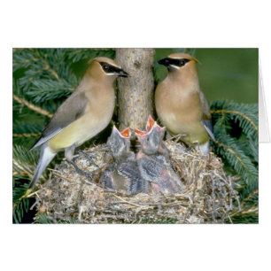 Cartão Pares de Waxwings de cedro com jovens