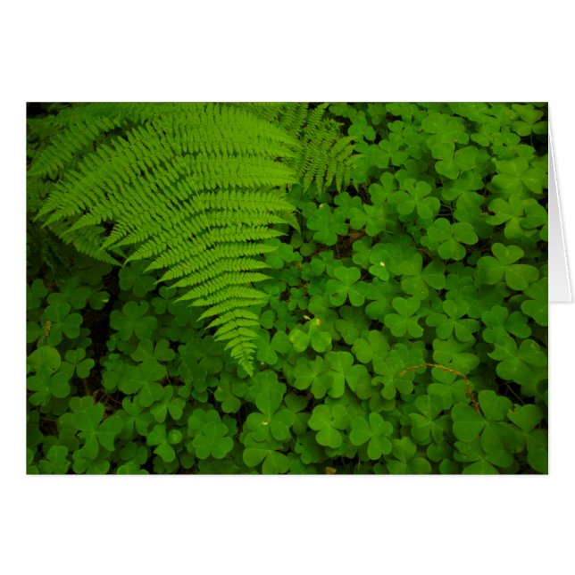 Cartão Parque Estadual de Humboldt Redwoods (Frente Horizontal)