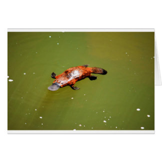 CARTÃO PARQUE NACIONAL AUSTRÁLIA DE PLATYPUS EUNGELLA