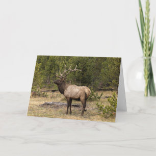 Cartão Parque Nacional Bull Elk Yellowstone, Wyoming