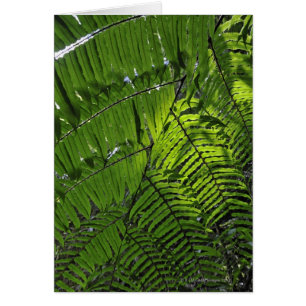 Cartão Parque nacional das mães de Bach