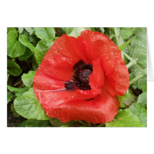 Cartão Parque nacional de Glenveigh, N.I. (Frente Horizontal)