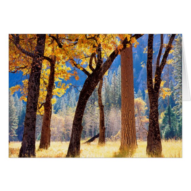 Cartão Parque Nacional de Yosemite (Frente Horizontal)