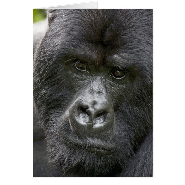 Cartão Parque Nacional dos Vulcões, Ruanda, Gorilas da Mo (Frente)
