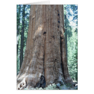 Cartão Parque Nacional Sequoia