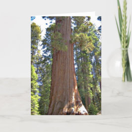 Cartão Parque Nacional Sequoia