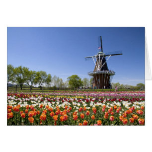 Cartão parque Windmill Island com tulipas em flor em