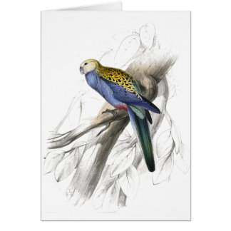 Cartão Parrakeet de Paleheaded por Edward Lear
