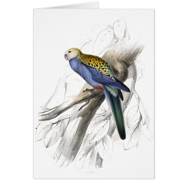 Cartão Parrakeet de Paleheaded por Edward Lear (Frente)