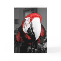 Parrot In Your Face Happy Birthday Card