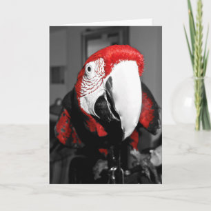 Cartão Parrot In Your Face Happy Birthday Card