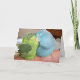Cartão Parrotlet ama pássaros "seguros em seus braços" sa